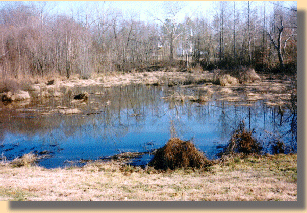 Beaver Dam Creek