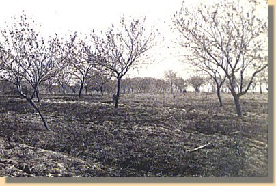 The Peach Orchard - 1863