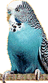 Budgie