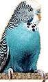 Budgie