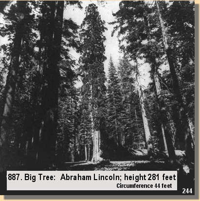 Big Tree Abraham lincoln