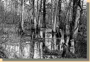 White Oak Swamp 1860s