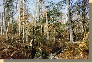 White Oak Swamp 1999