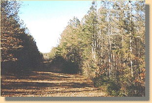 View of Hazel Grove