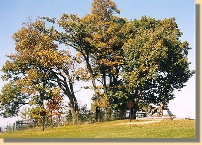 Copse of Trees