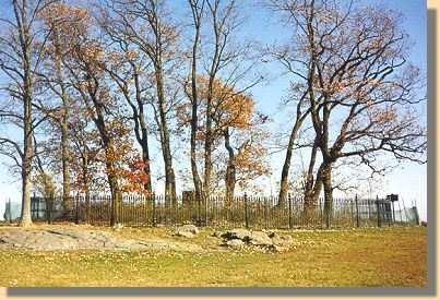 Copse of Trees