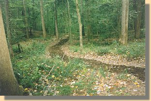 Woods