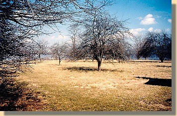 Bushong 
   Orchard