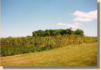 Cornfield & East Woods