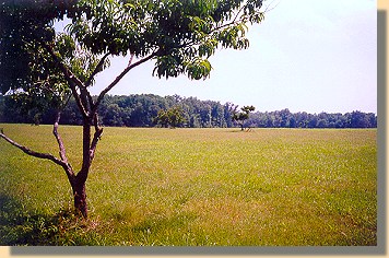 The Peach Orchard