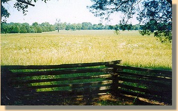 Cotton Field